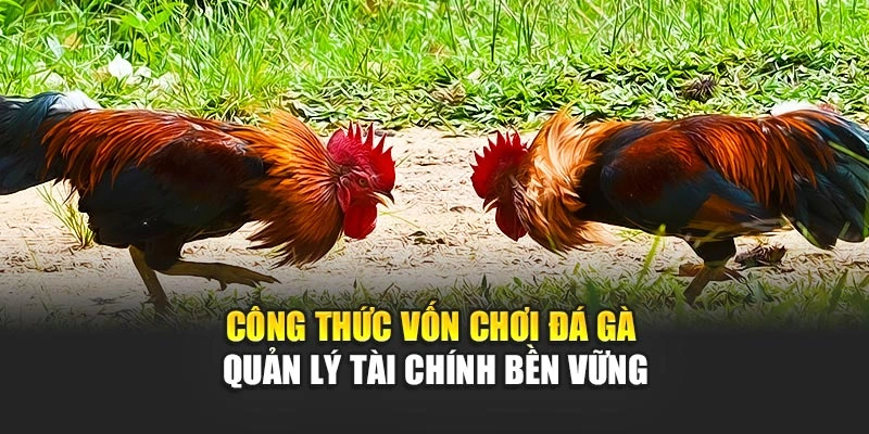 cong-thuc-von-choi-da-ga-quan-ly-tai-chinh-ben-vung