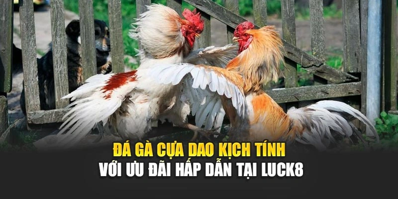 da-ga-cua-dao-kich-tinh-voi-uu-dai-hap-dan-tai-luck8
