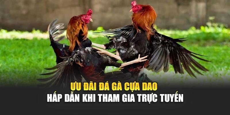 uu-dai-da-ga-cua-dao-hap-dan-khi-tham-gia-truc-tuyen